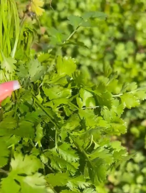 越冬蔬菜有哪些?你清楚吗?