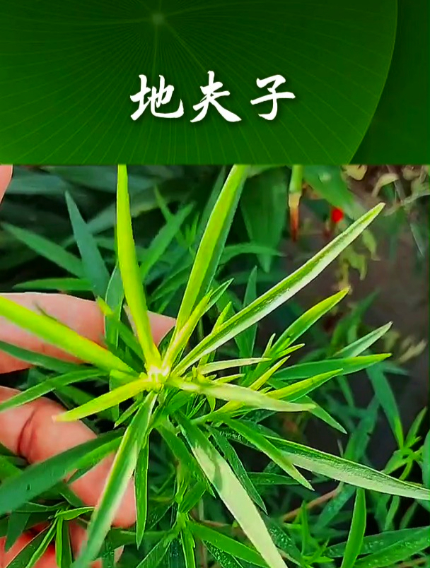 地夫子也叫扫帚菜,拿它煮水饮用,可以促进身体代谢