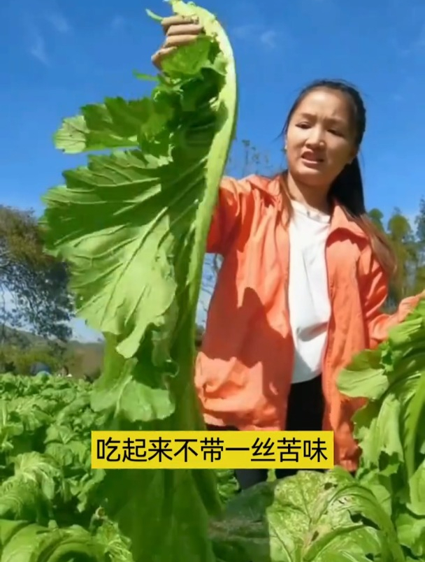 耐寒的甜芥菜,常用来腌制小菜,一棵够全家吃半年