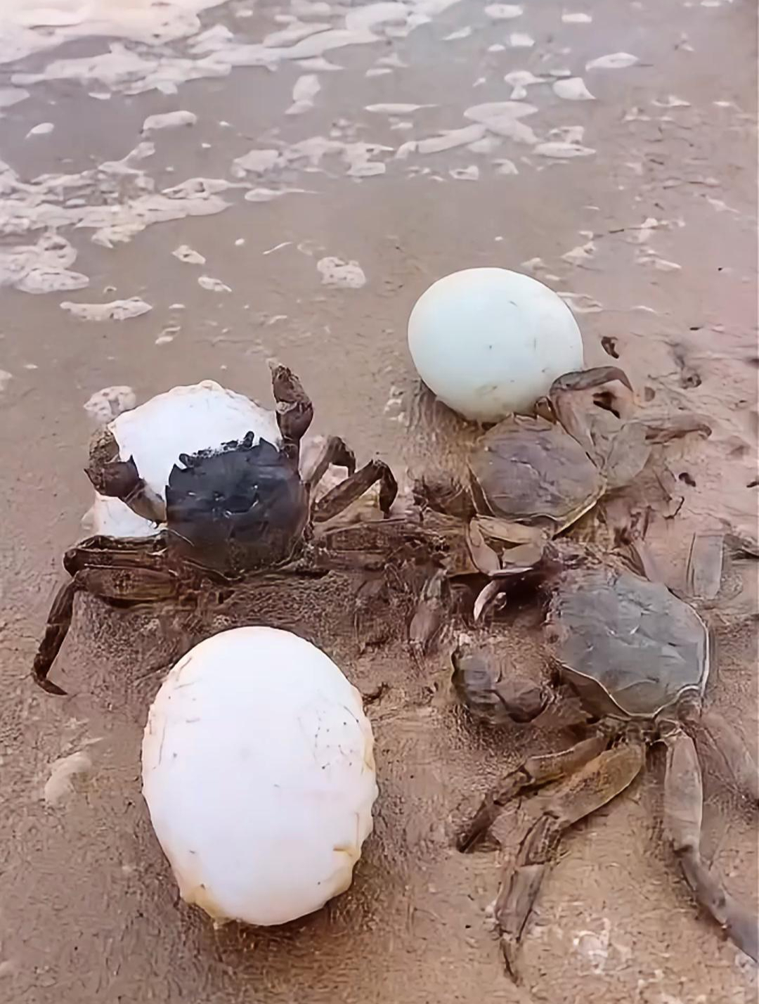 吃过海边散养鸭下的蛋吗?北海红树林海鸭蛋,只吃小鱼小虾长大的
