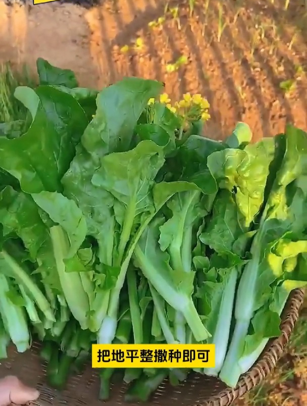 越冷口感越嫩,白菜苔种植简单,北方地区也可以照常生长!