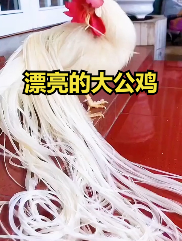 漂亮的大公鸡!