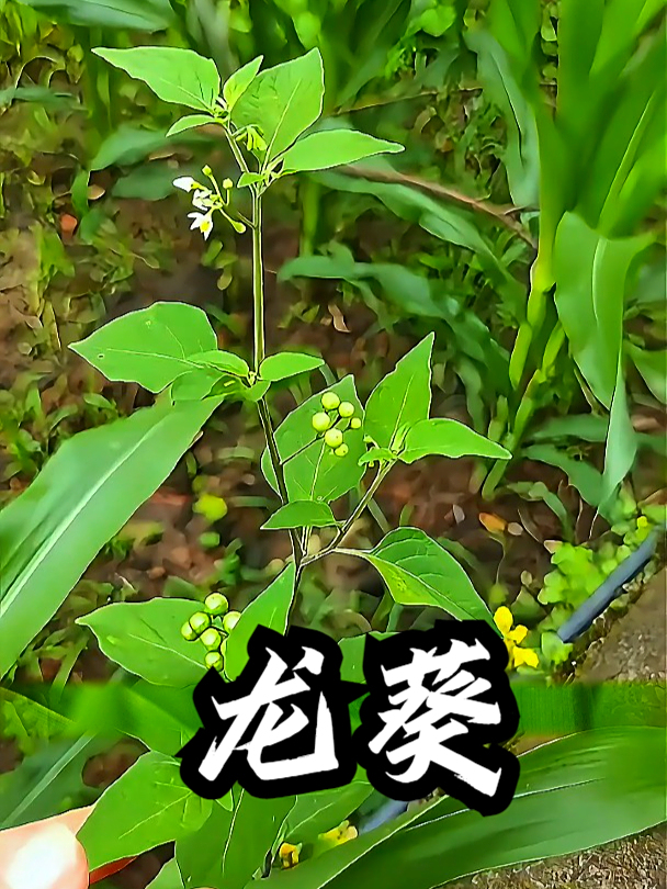 龙葵也叫白花菜,拿它煮水饮用,可以促进身体代谢