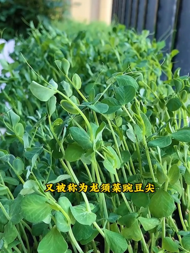 豌豆尖现在正当种植,撒籽就长,种子丢哪儿长哪儿