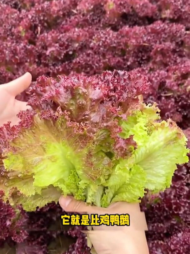 这种紫生菜一棵就长盆那么大,味道不苦还特别脆,秋播别落下它