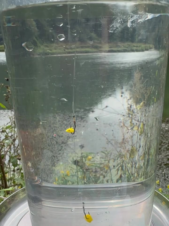 秋冬季节还不知道怎么选饵料吗?用抖米,大板鲫提竿到手软!