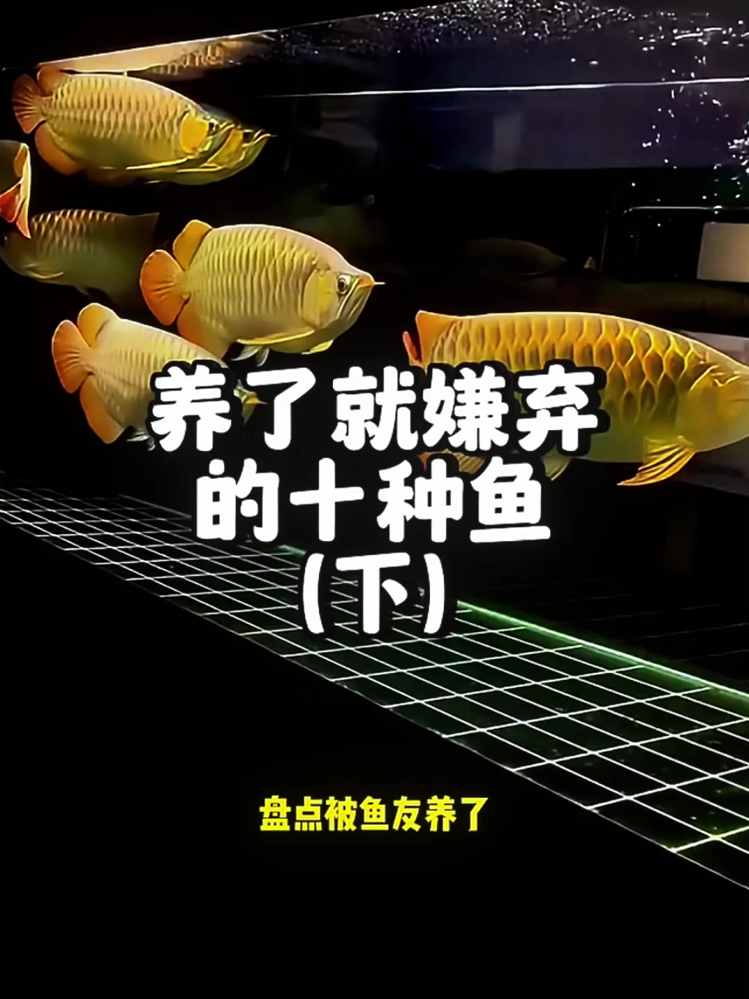 十大观赏鱼,为何买了会后悔?