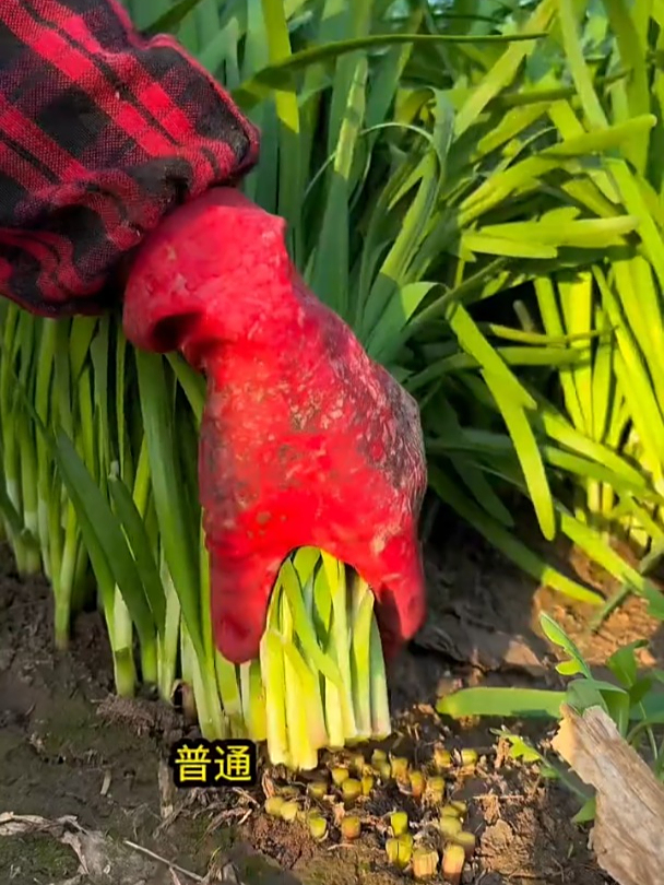 紫根宽叶韭菜种一次,常年不断采收