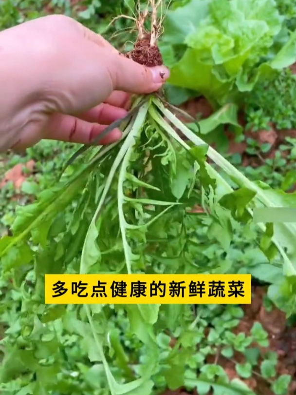 荠菜属于耐寒性蔬菜,营养价值高,现在种开春就采收!