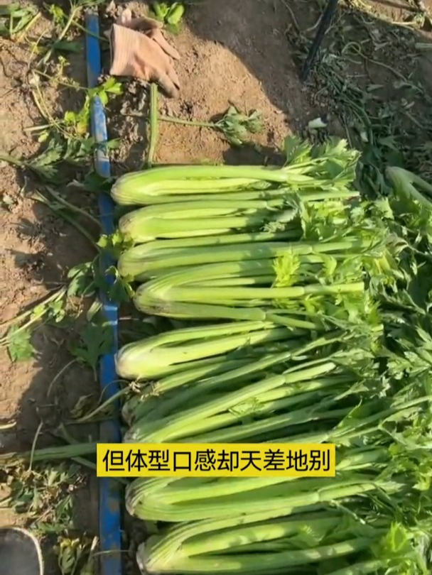 可以当水果吃的芹菜,大肉西芹四季种植!