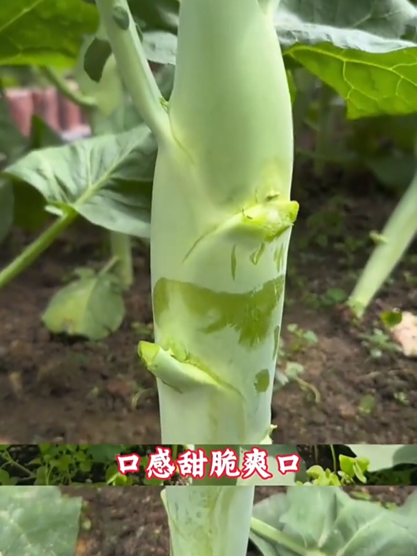耐寒耐热,鸡腿芥兰不生虫长得快,口感鲜嫩脆甜