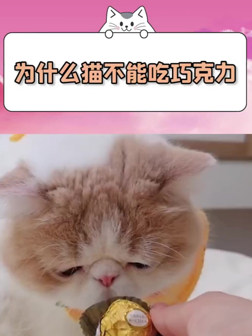 为什么猫不能吃巧克力?