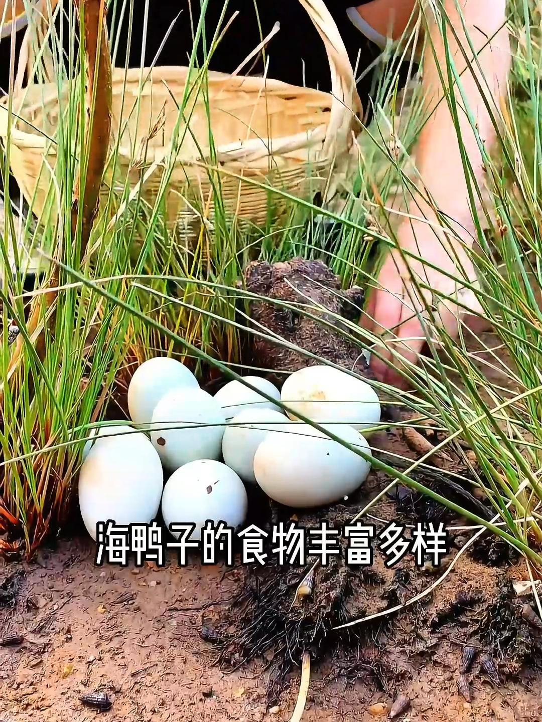 海鸭子的食物丰富多样,每天海边游玩觅食,我又来捡它们的鸭蛋了