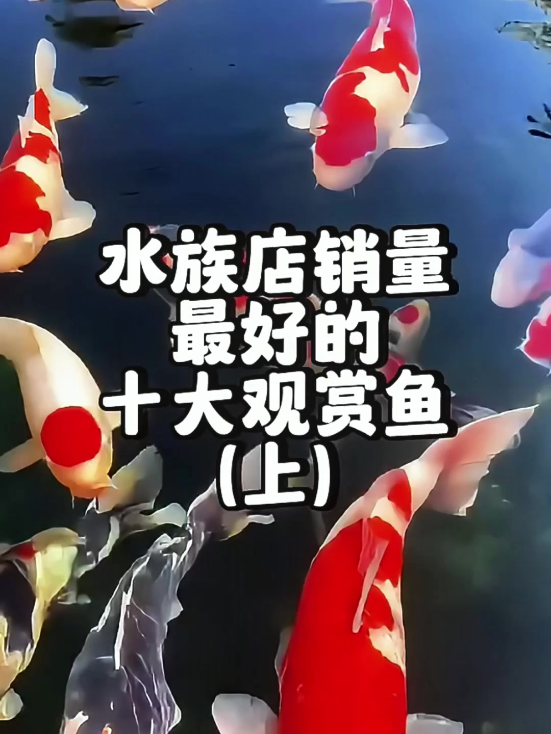 十大观赏鱼,水族店销量担当!