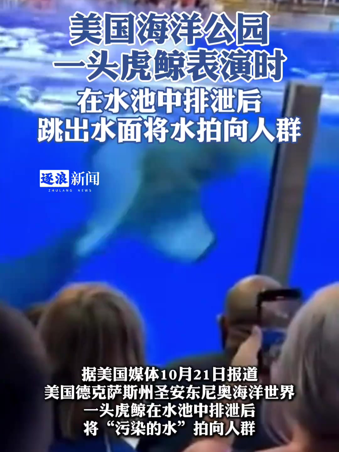 美国海洋馆一虎鲸表演 在池中排泄后 跳出水面将水拍向观众