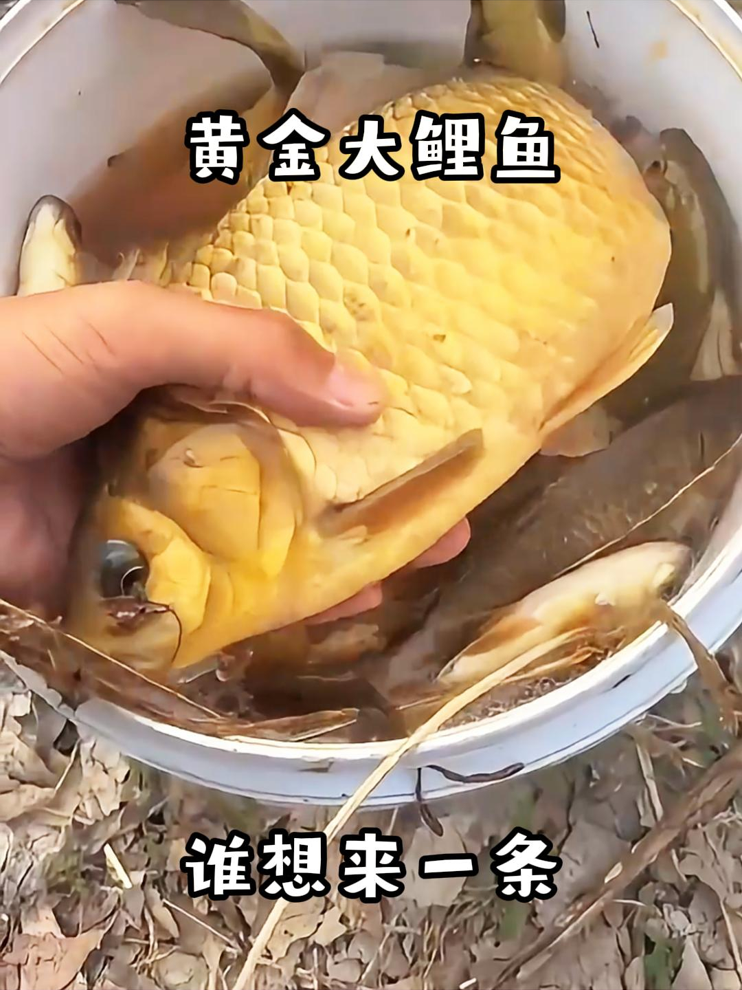 黄金大鲤鱼,谁想来一条!