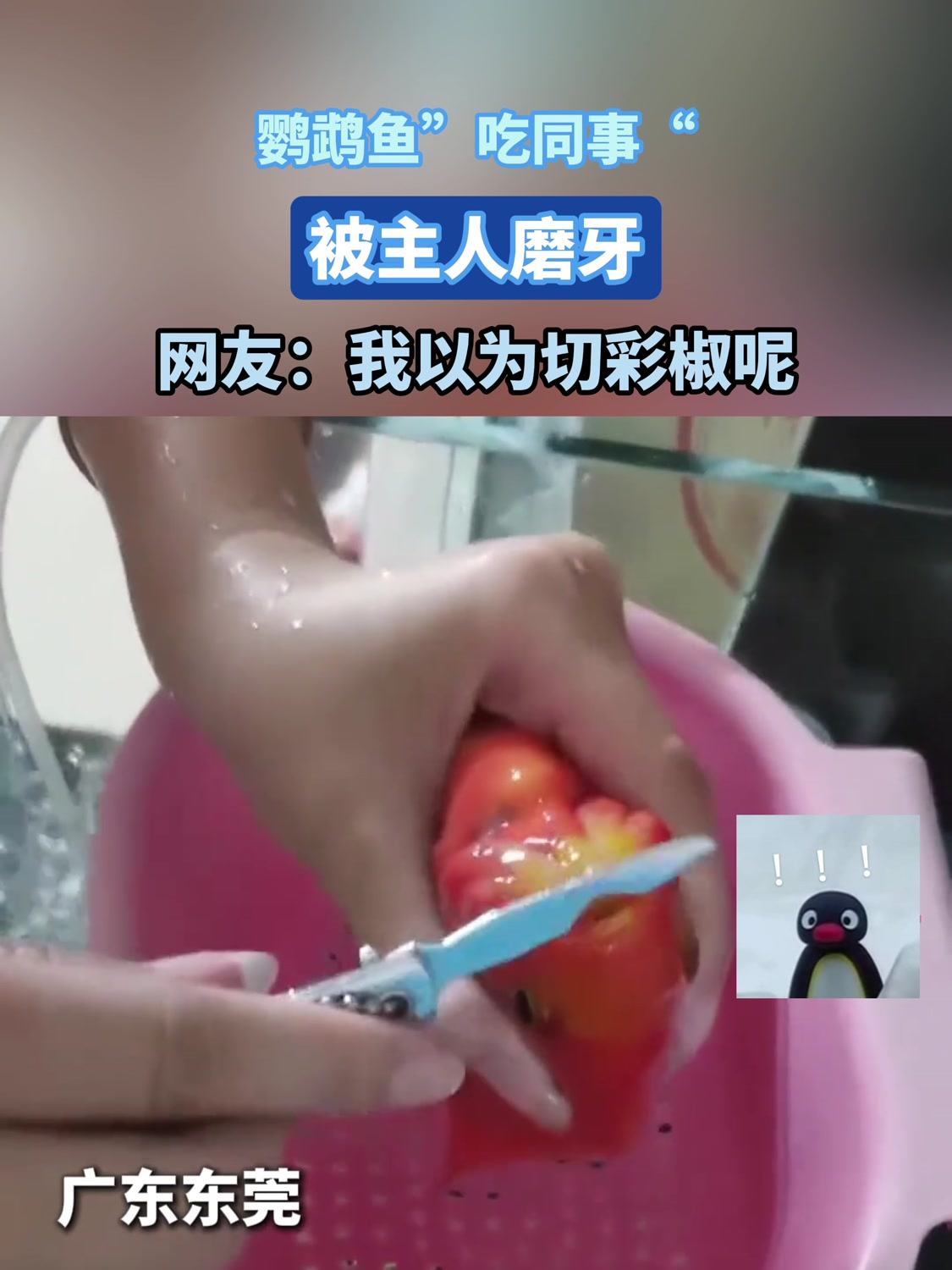鹦鹉鱼“吃同事”被主人磨牙 网友:你不说我以为切彩椒呢