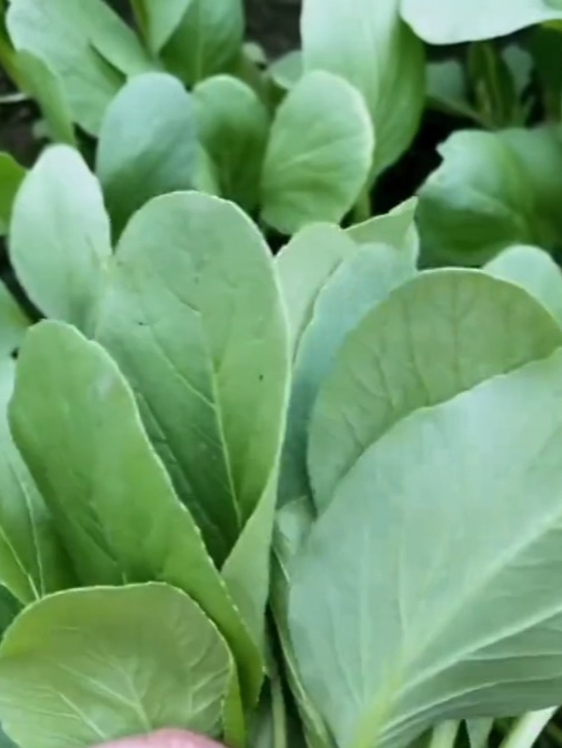 鸡毛菜不用育苗播种就长,口感香甜,像豆腐一样鲜嫩