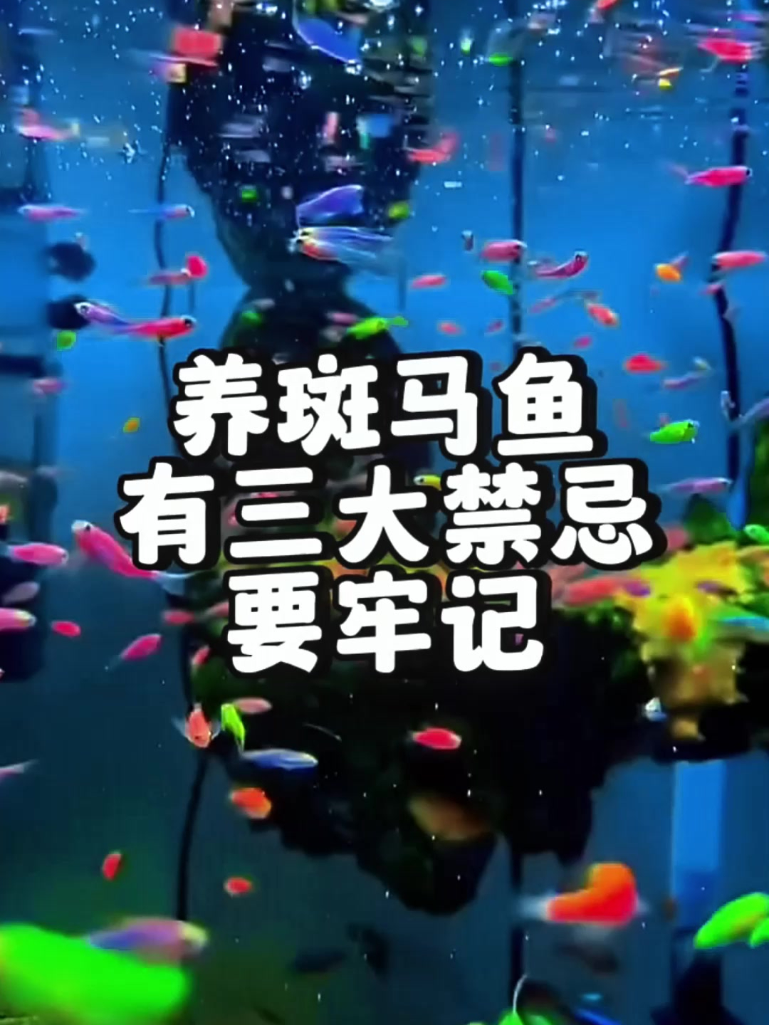 新手养斑马鱼,三大禁忌需牢记!