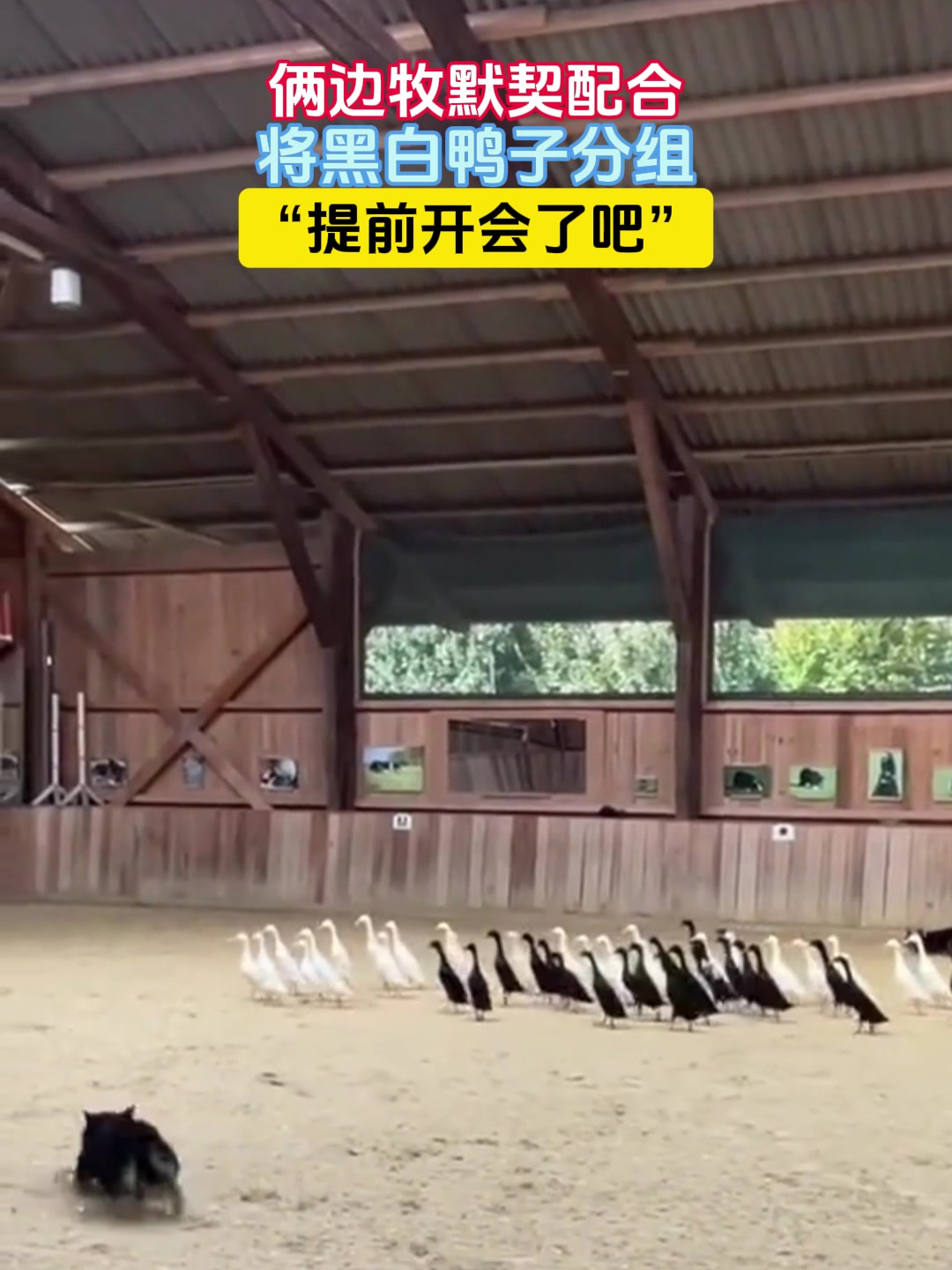 俩边牧默契配合,将黑白鸭子分组,“提前开会了吧”