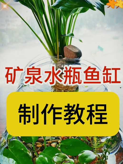 用矿泉水瓶做鱼缸 懒人生态鱼缸
