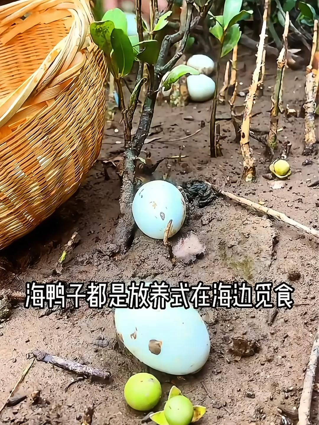 为什么海鸭蛋的味道好?那是因为都是散养鸭下的蛋,营养丰富