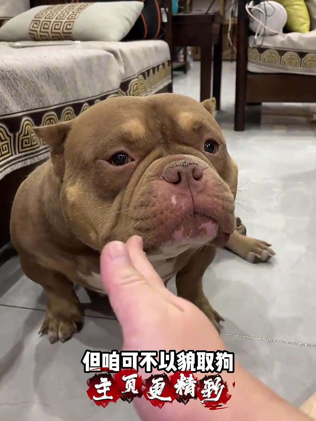 拥有狗界最嚣张名字的恶霸
