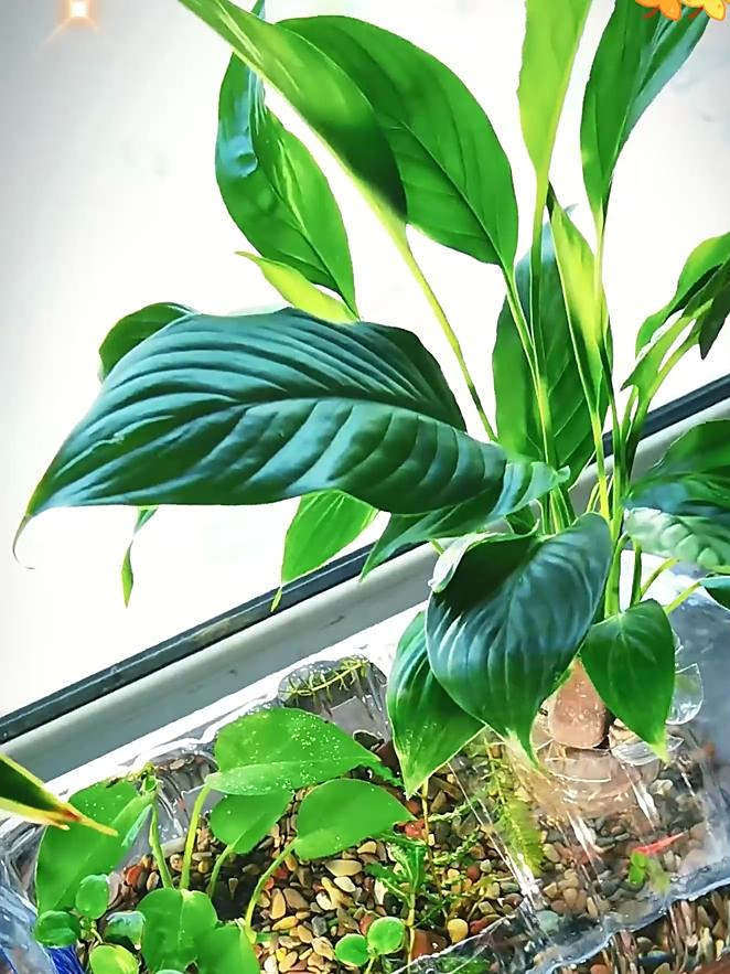 买不起鱼缸,那就自己做一个不花钱的生态鱼缸,轻松养好鱼!