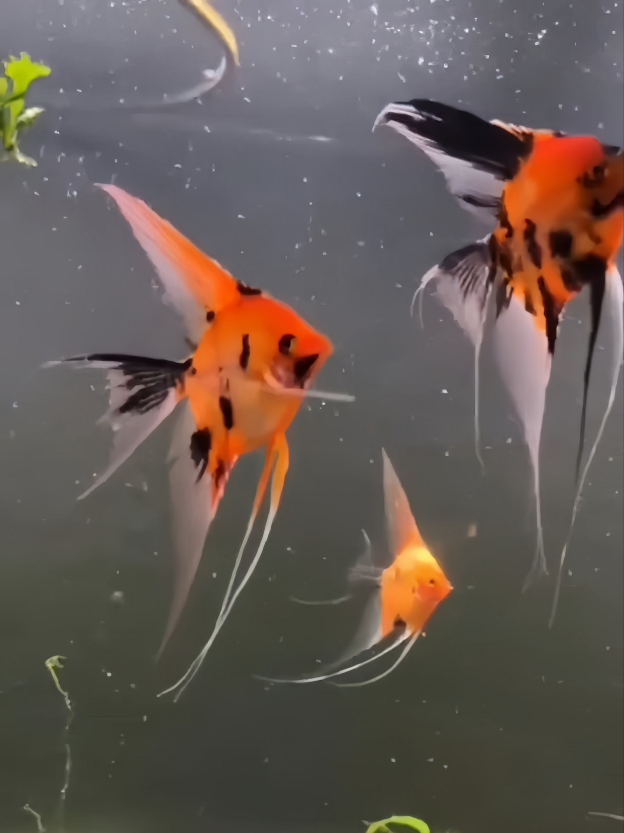 红色系神仙鱼让你一口气看个够……大红袍神仙鱼、美系红魔鬼神仙鱼