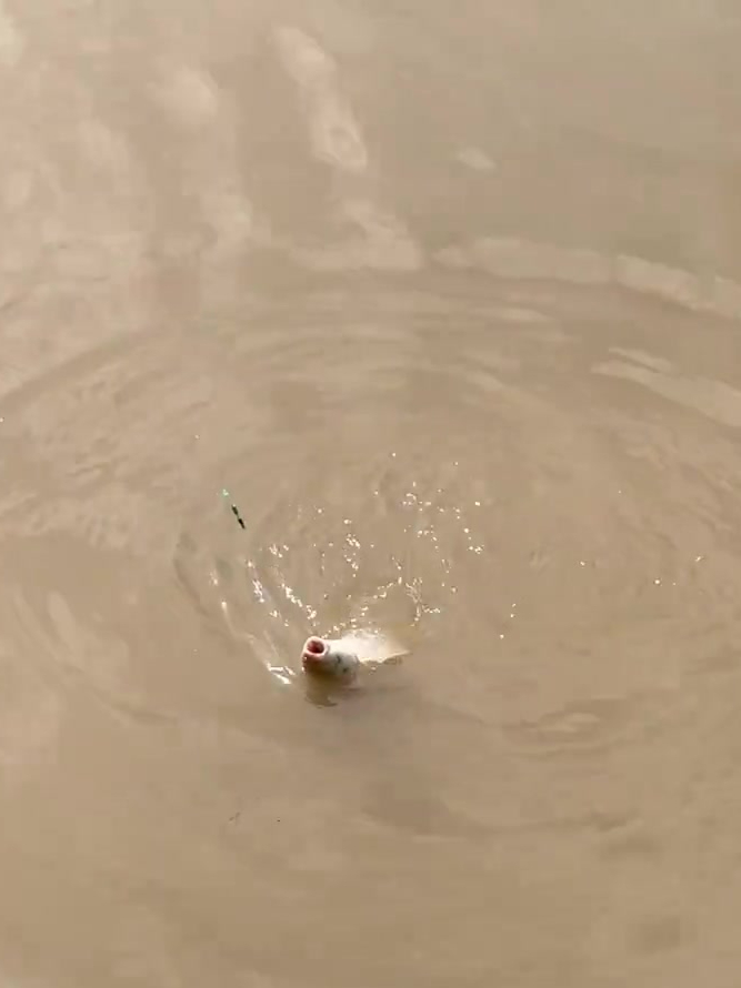 秋钓草鱼加蜂蜜草鱼钓到腻,老大爷自制草鱼饵料