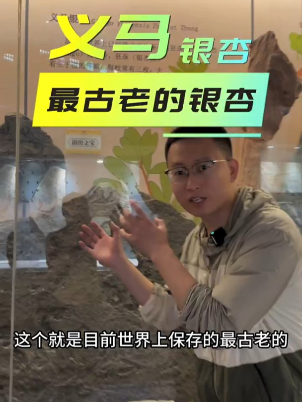 古生物化石:义马银杏,最古老的银杏