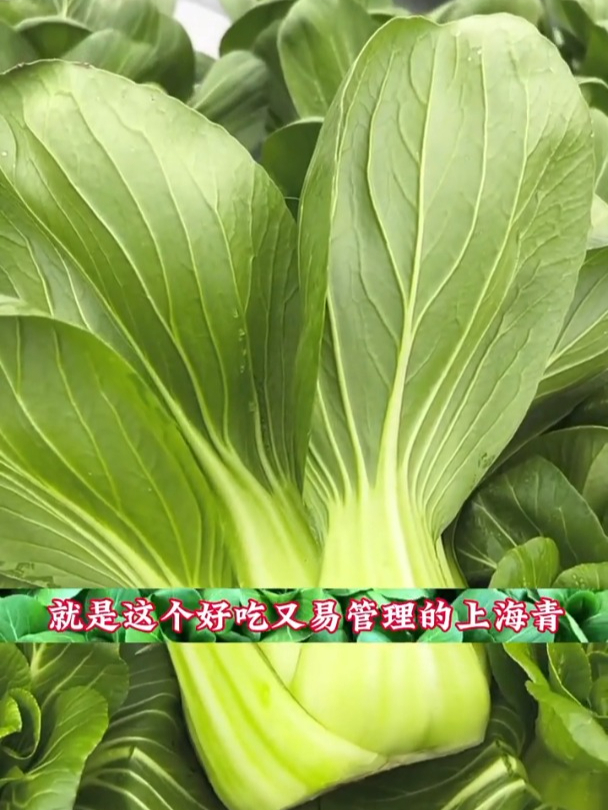 特色白菜新品种!长得很特殊,还比一般白菜好吃,带甜味