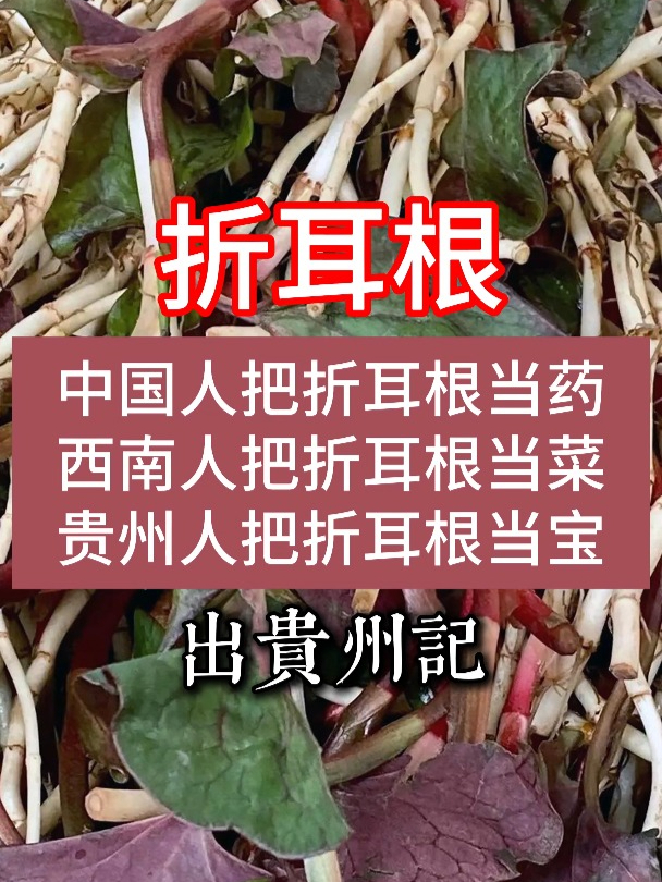 贵州人的标志性食谱:折耳根(鱼腥草)系列!贵州把折耳根当宝!