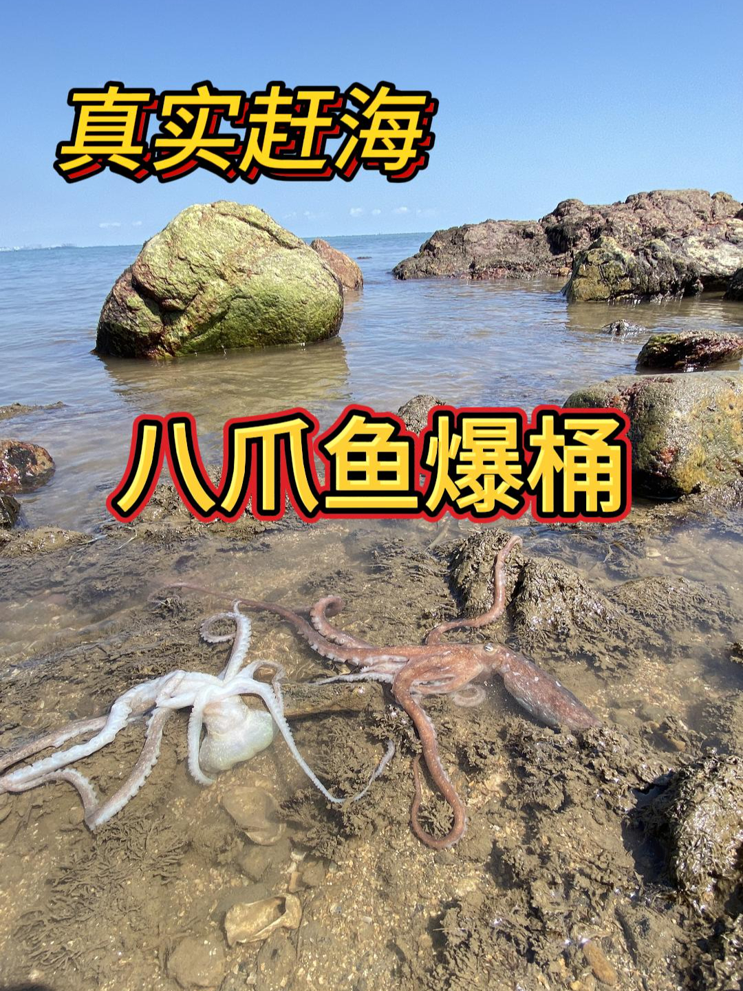真实赶海抓八爪鱼,都住在生蚝壳里面