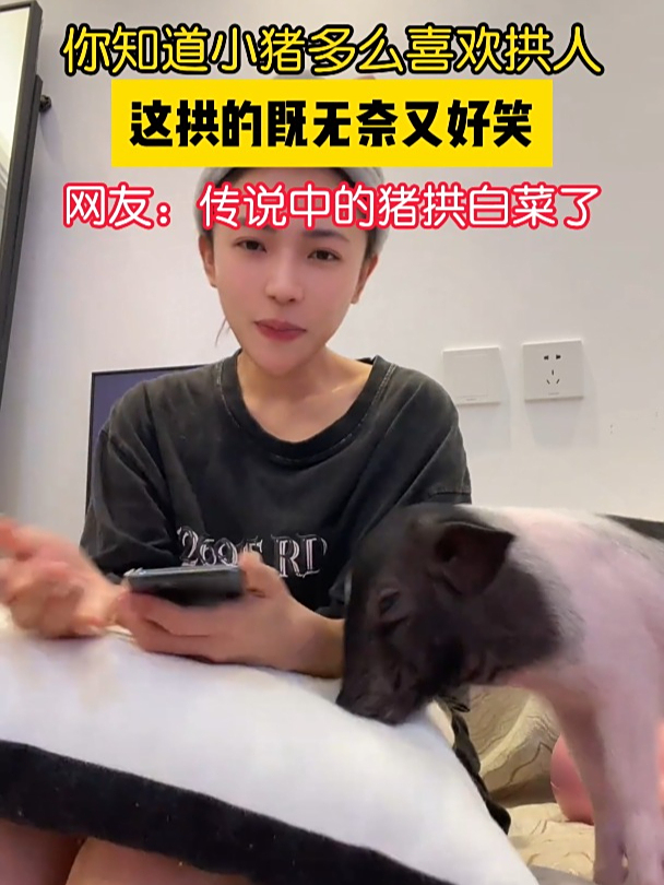你知道小猪多么喜欢拱人,这拱的既无奈又好笑,网友:传说中的猪拱白菜了