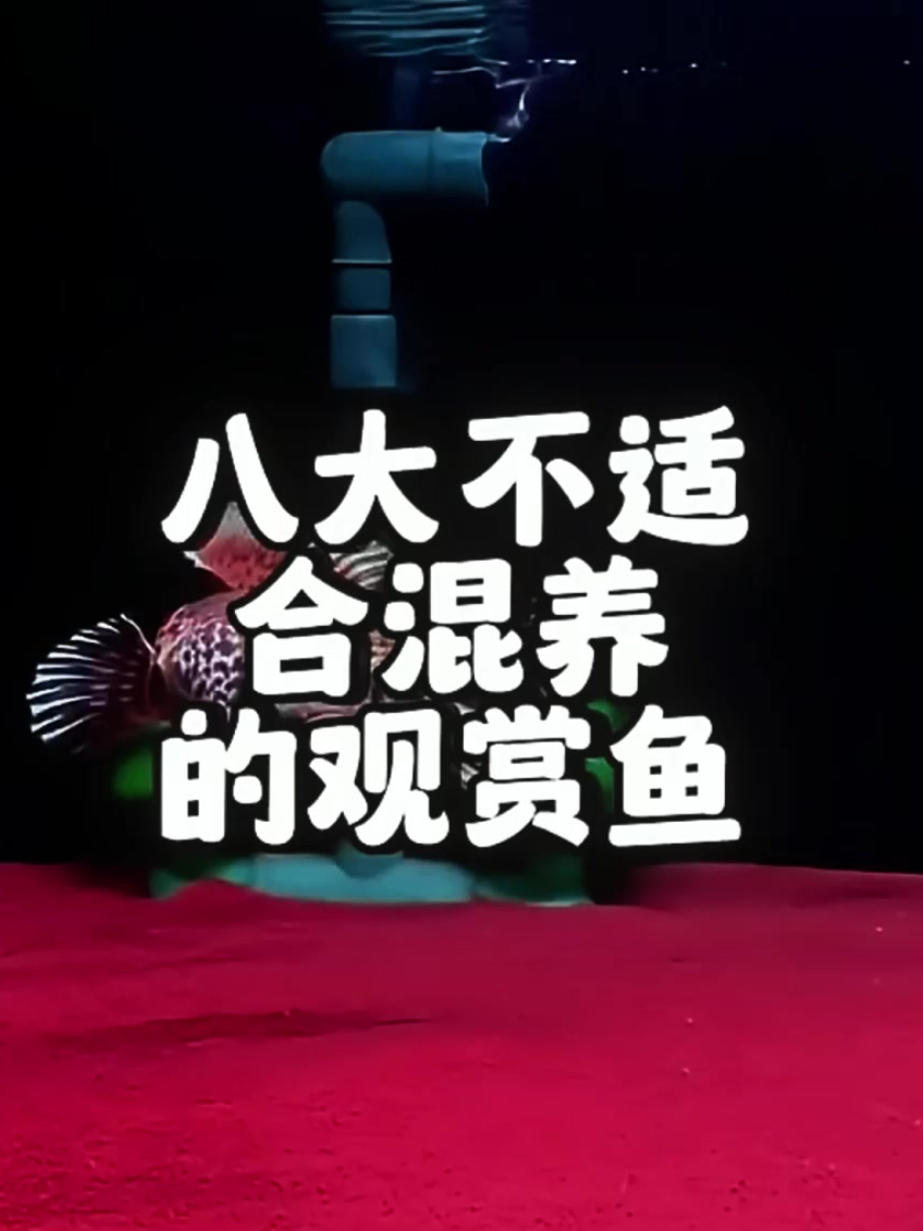 观赏鱼混养需谨慎,这些不能混的鱼,你知道吗?别犯错误!