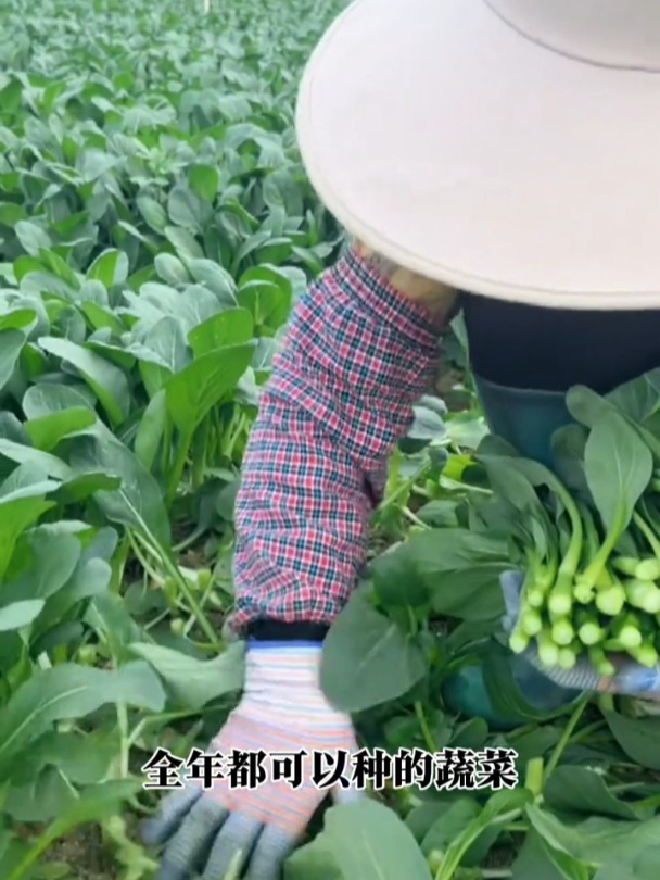 种甜菜心的季节,清甜爽口好种植,撒一把种子全家不愁吃