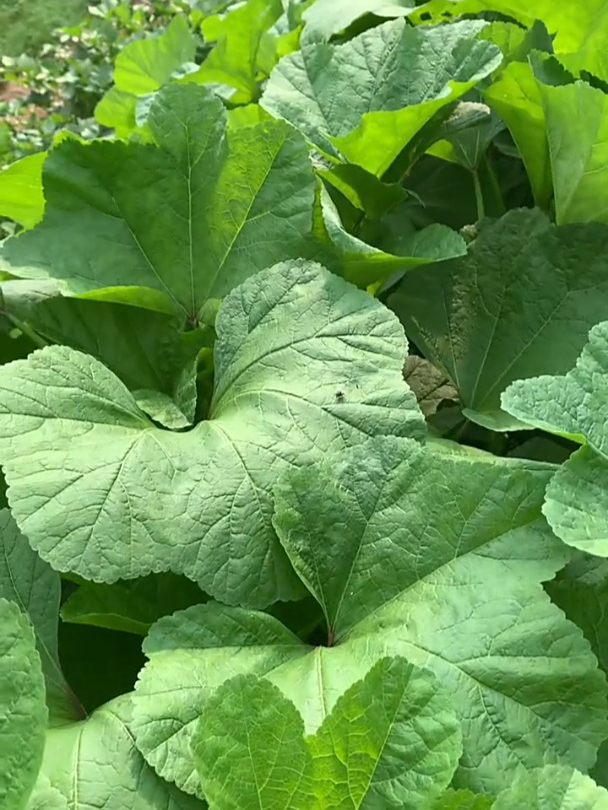 曾是古代第一采,耐寒的冬寒菜,有野菜的清香,煮粥味道好!