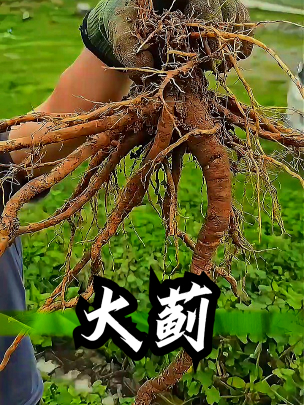 大蓟也叫干蓟菜,拿它煲汤食用,可以缓解小便不顺