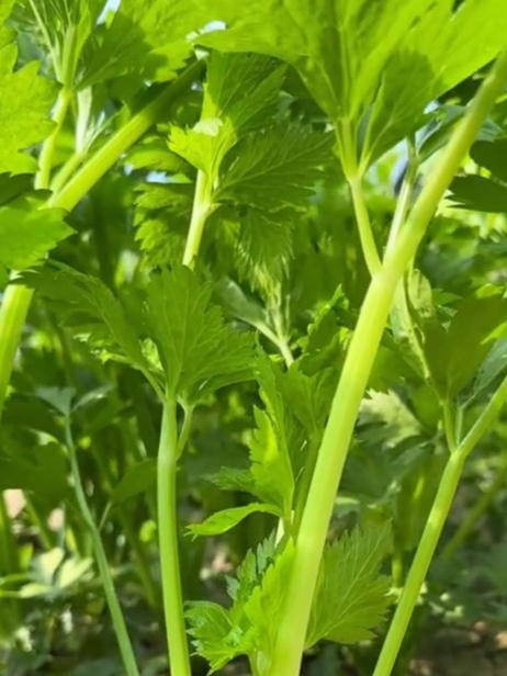 蔬菜有时令月份,你都知道吗?