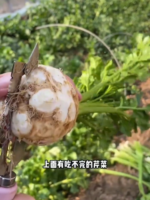 长着根的地中海芹菜,市场售价高,茎和叶子都是宝!