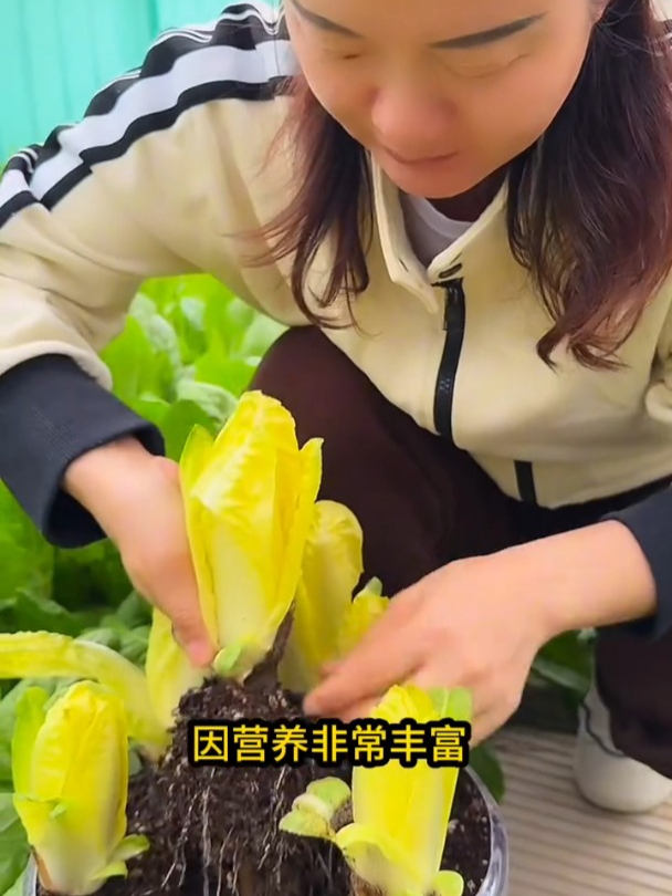 长着根的“娃娃菜”,市场售价极高,种一次常年不断采收!