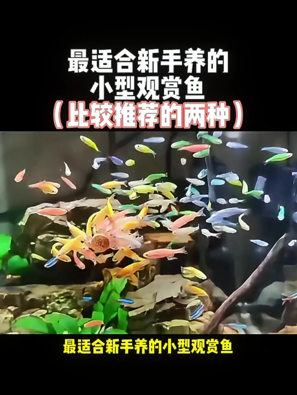 你觉得天使鱼、斑马鱼、孔雀鱼哪种更适合新手养?