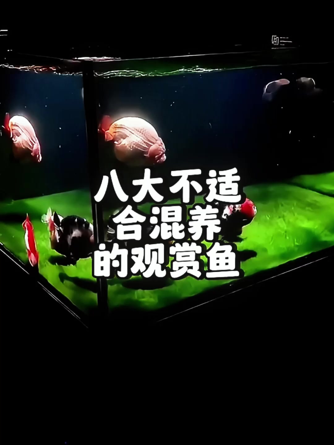 你知道吗?有这样一批凶猛观赏鱼,它们绝不适合混养!