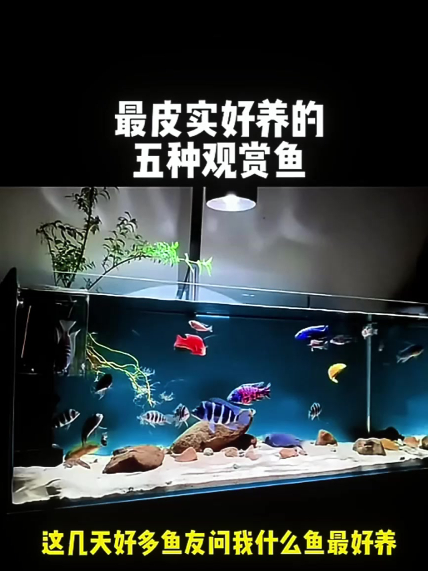 论最皮实好养的五种小型观赏鱼在观赏鱼界的地位!