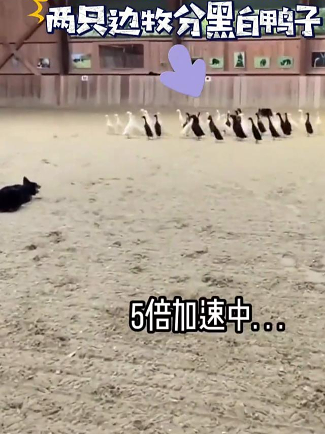 两只边牧联手训鸭,按黑白区分两拨鸭子