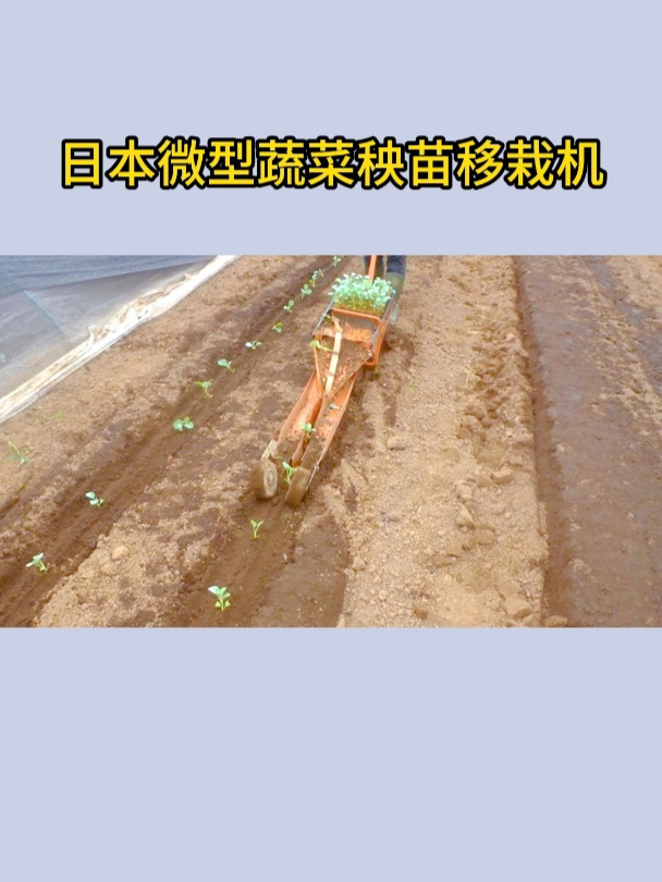 日本的微型蔬菜秧苗移栽机,种菜轻松高效