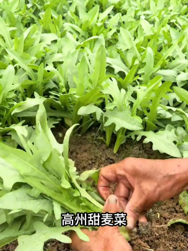 高州甜麦菜口感脆甜,它好种不生虫,现在正是播种的时机节!
