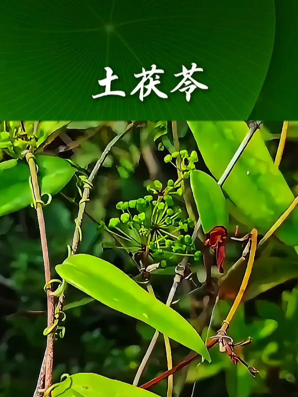 土茯苓也叫地胡苓,拿它煮水饮用,可以补充身体营养