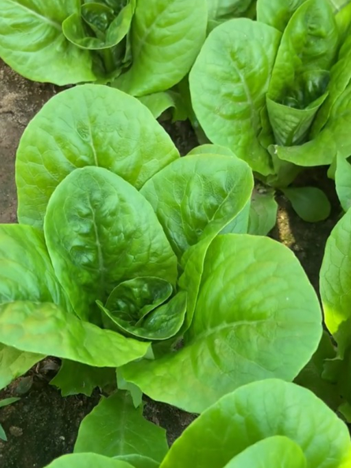 爱吃青菜的,赶紧试试这个孔雀菜,口感好不生虫